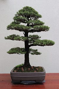 Hemlock Bonsai Tree - A-Z Animals