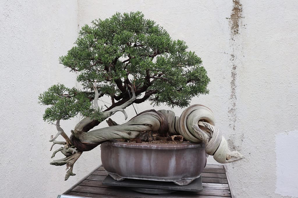 Juniper Bonsai Tree