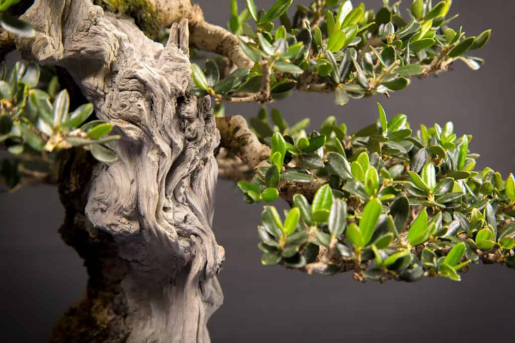 best outdoor bonsai trees