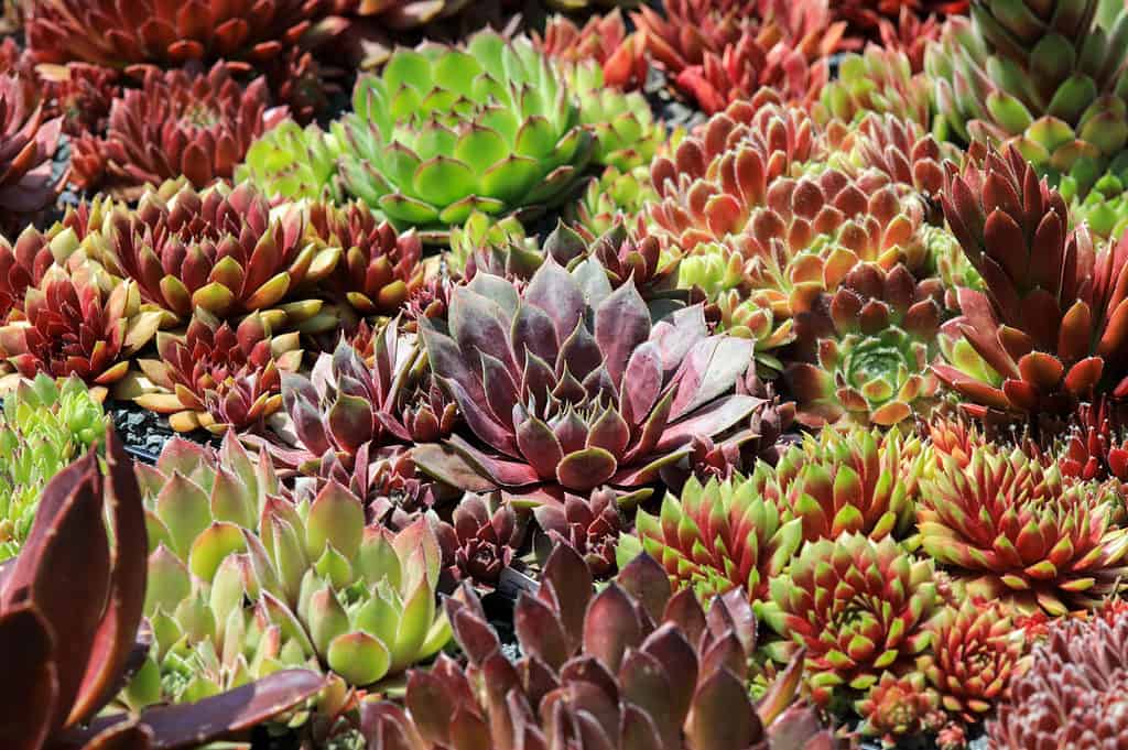 sempervivum succulents