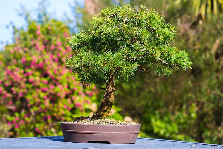 lebanon cedar bonsai tree