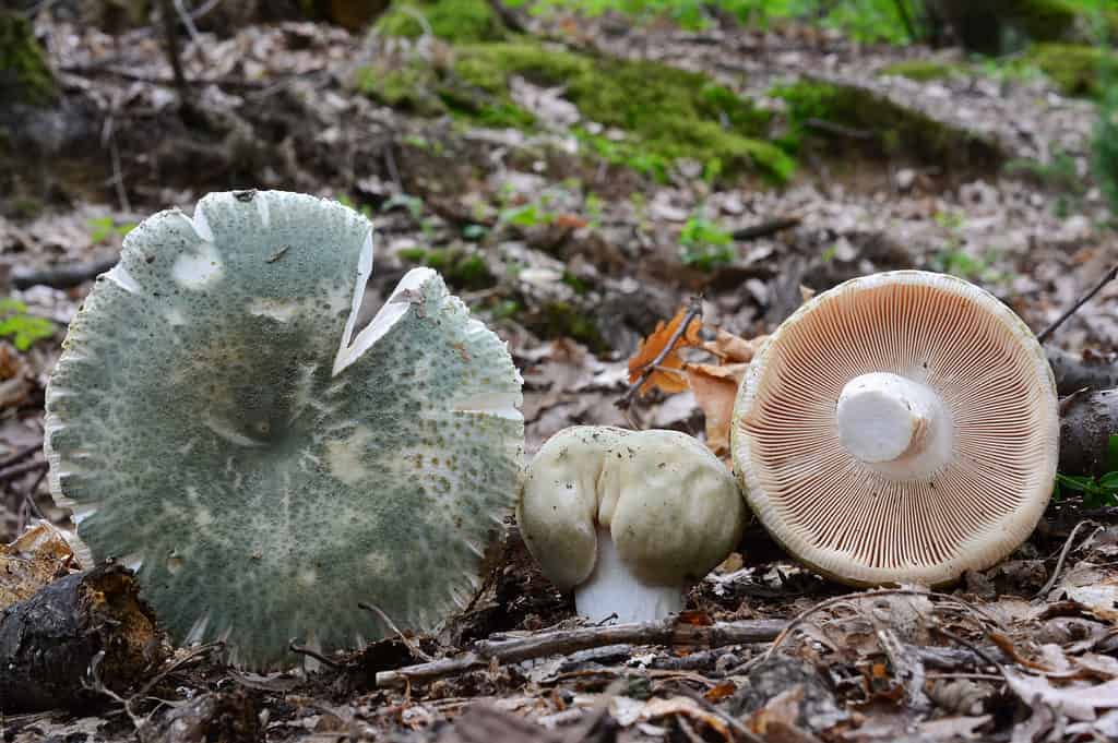 Russula virescens 