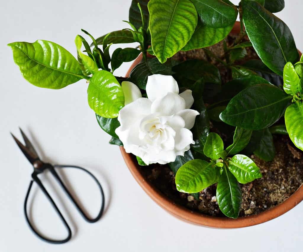 pruning a bonsai tree