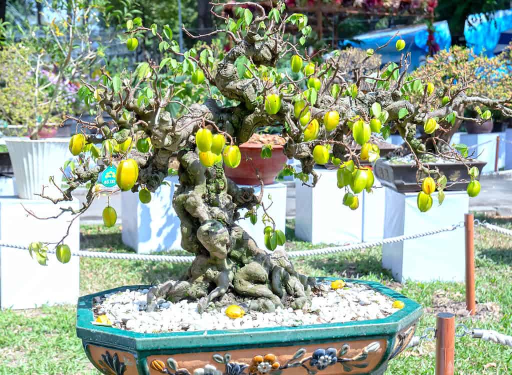 Fruit Bonsai Trees