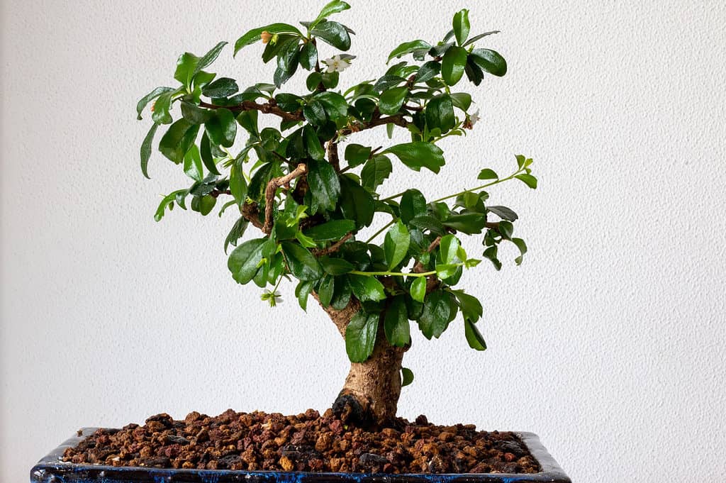 Repot a Bonsai Tree