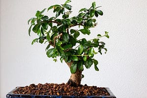 Fukien Tea Bonsai Tree: Complete Care & Growing Instructions Picture