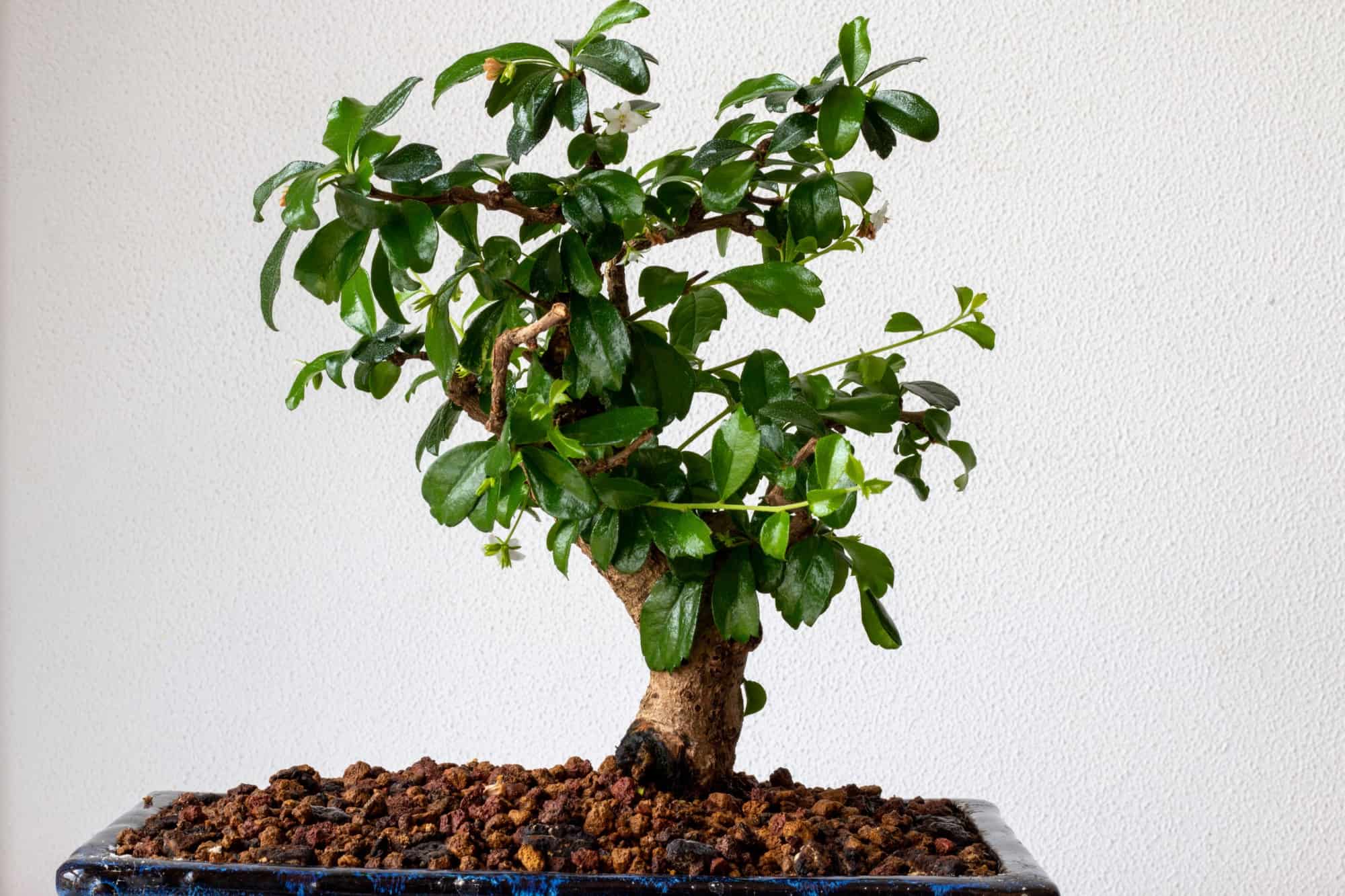 fukien tea bonsai tree