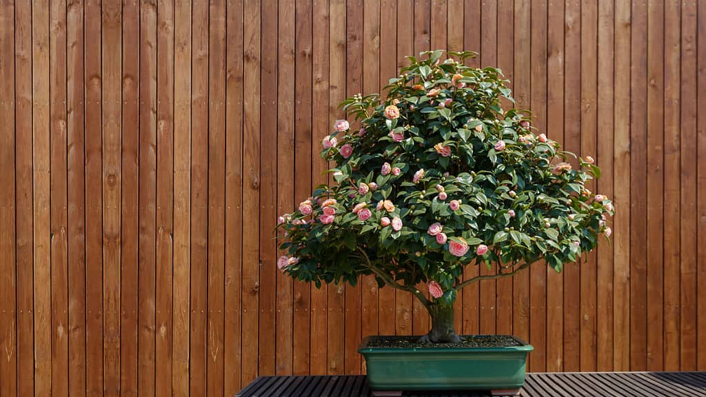 Flowering Bonsai Trees