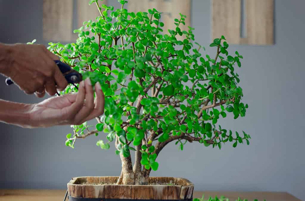 pruning a bonsai tree