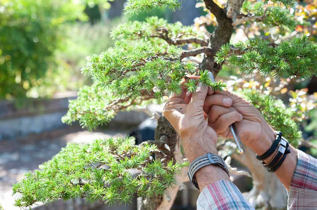 pruning a bonsai tree