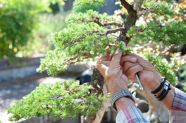 When Is The Best Time to Trim Trees: Tips and Tricks - A-Z Animals