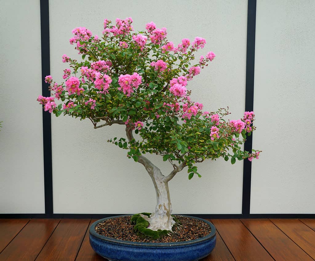 LAVANDA ANGUSTIFOLIA BONSAI  - POWERS TO FLOWERS