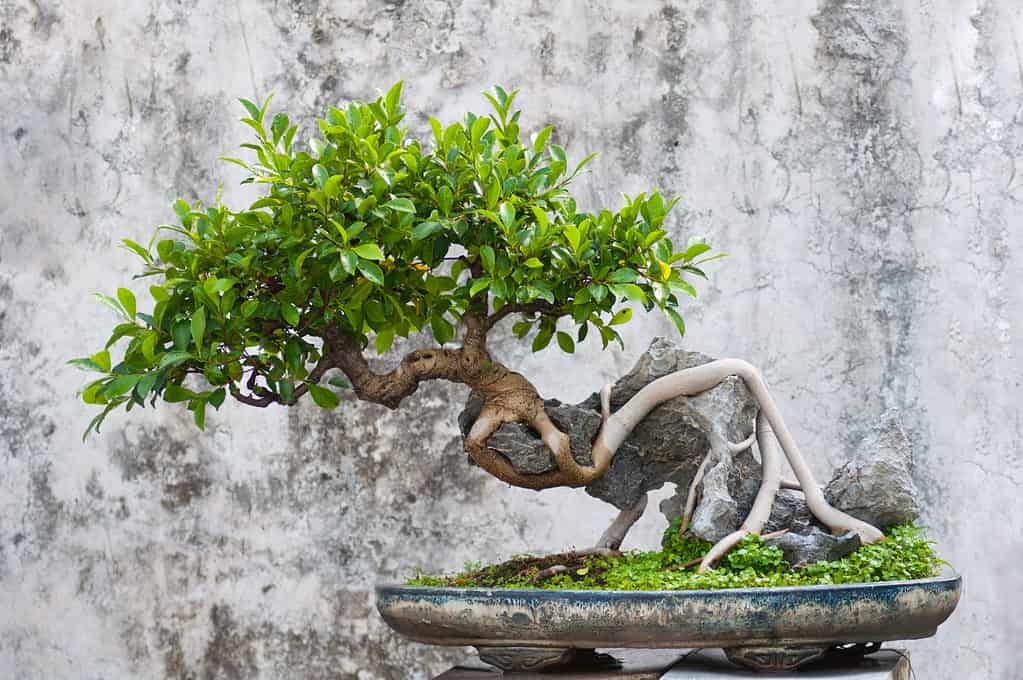 Ficus Bonsai Tree