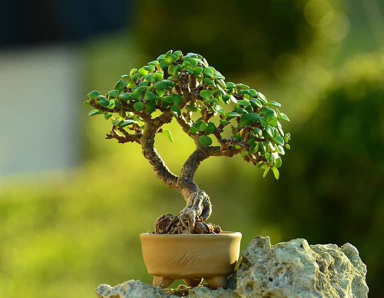 dwarf jade bonsai tree in container