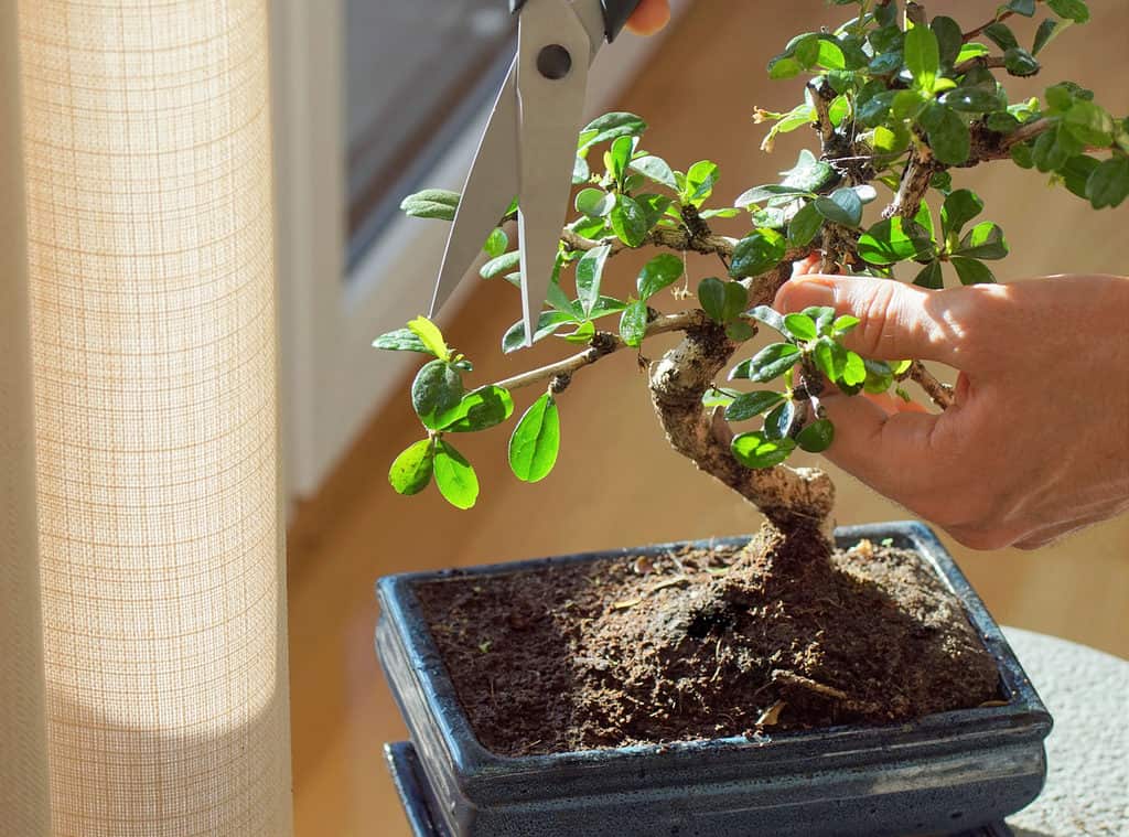 Ficus Bonsai Tree