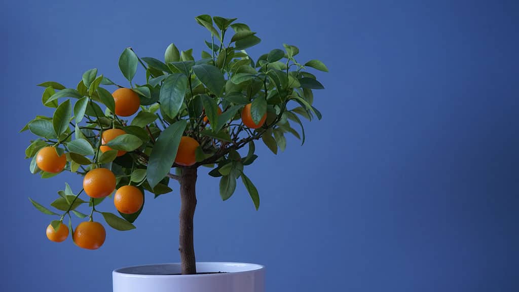 orange bonsai tree on blue background