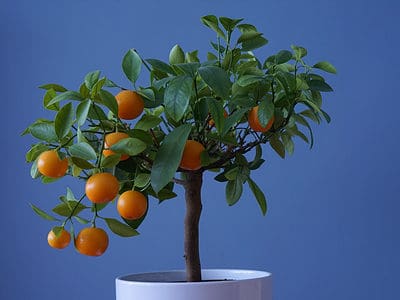 A Discover 7 Fruit Trees That Grow In South Texas