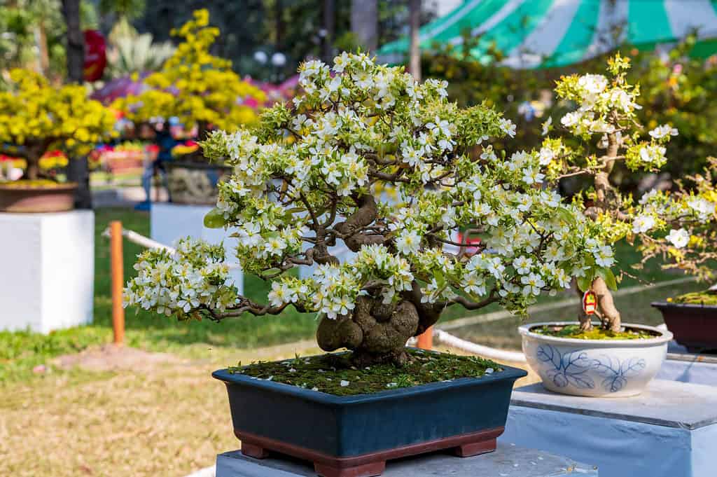 Fruit Bonsai Trees