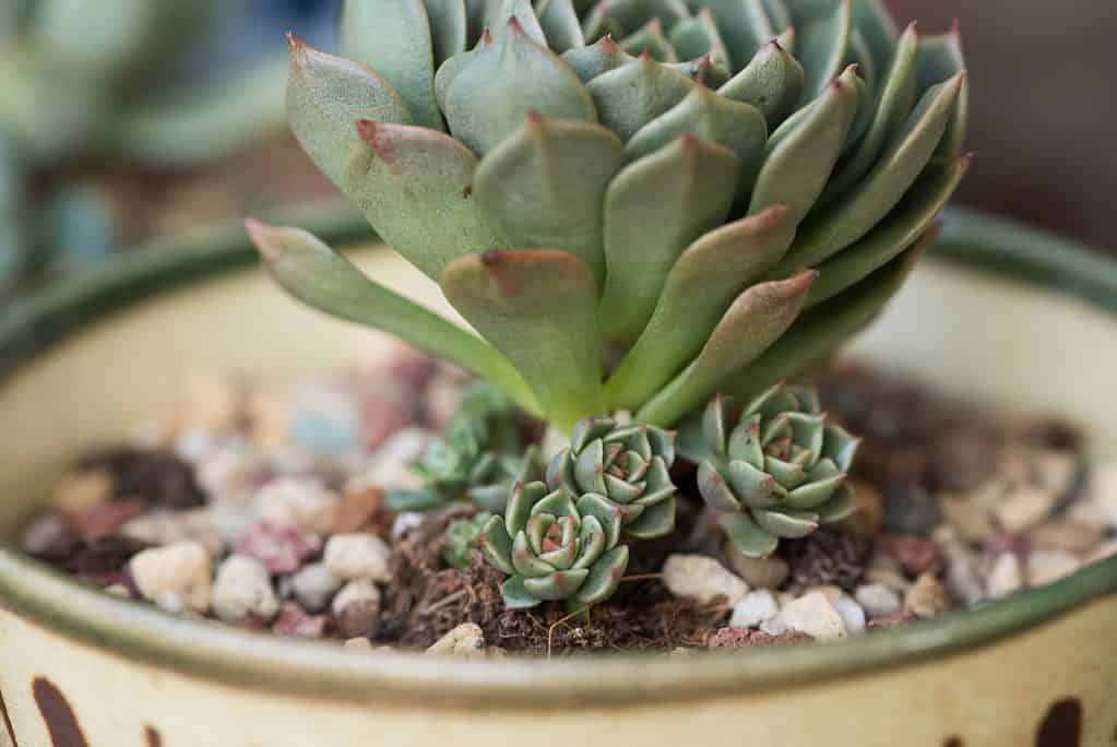 hen and chicks succulents