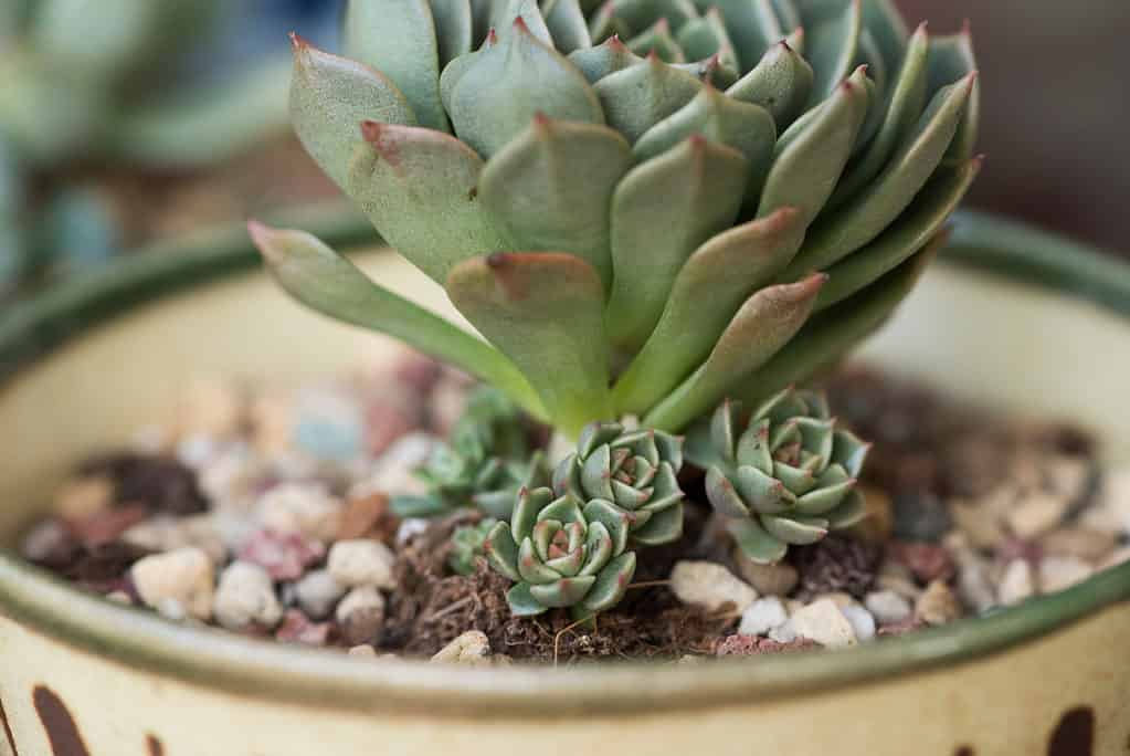 sempervivum succulent with chicks