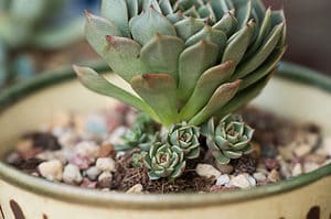 Types Of Hen and Chicks Succulents Picture