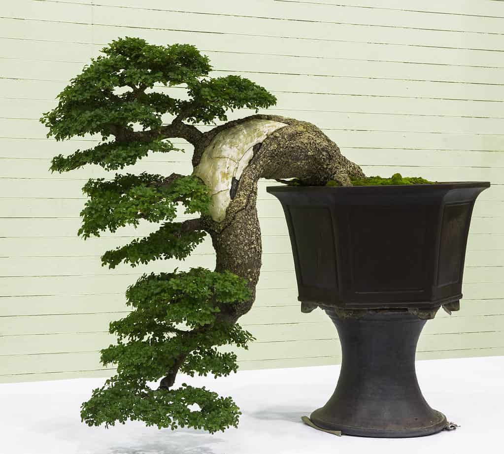 Significato del Bonsai: l'antica forma d'arte botanica - Flob - Flobflower