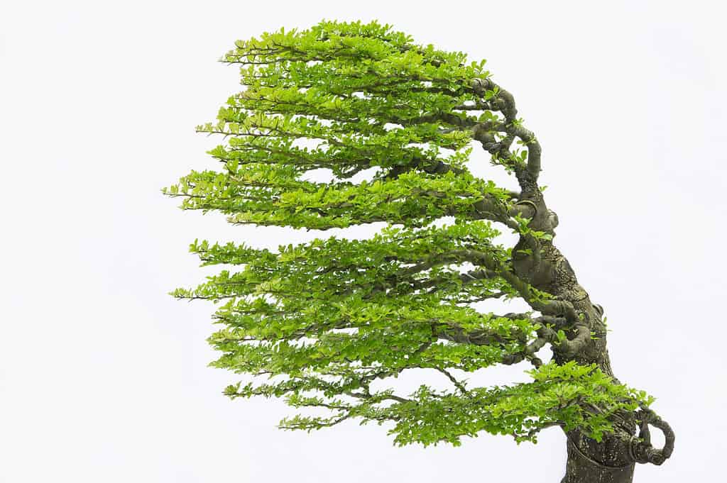 Bonsai Styles