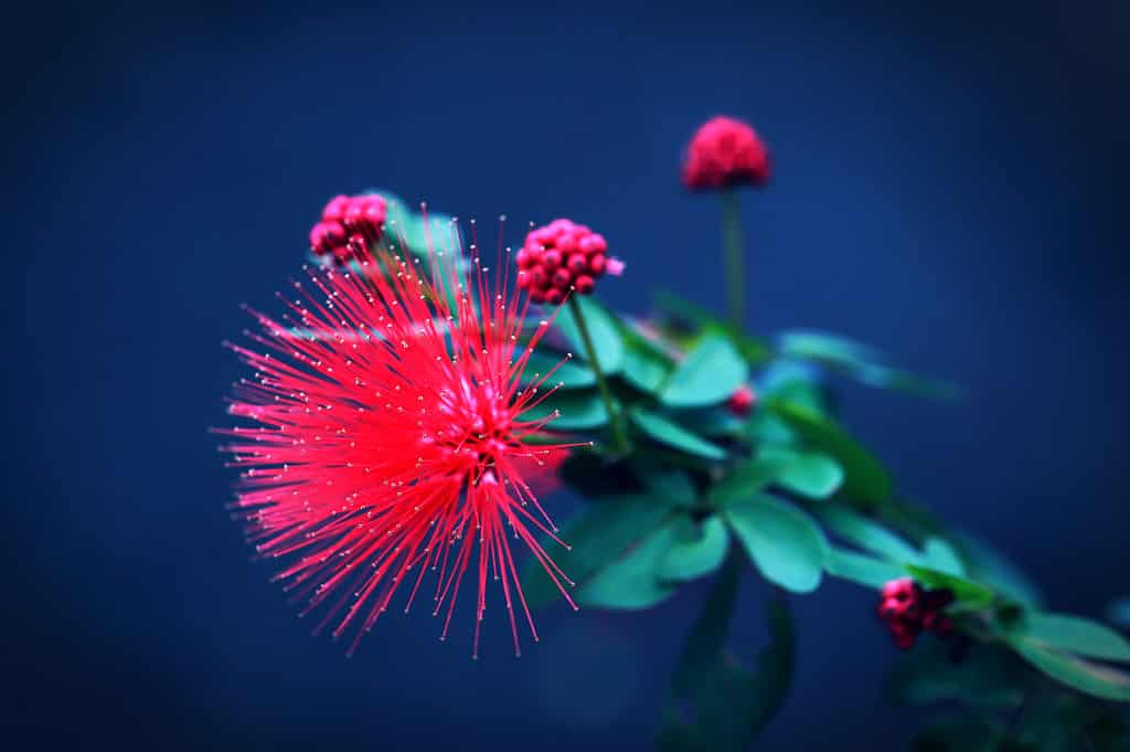 closeup powder puff flower