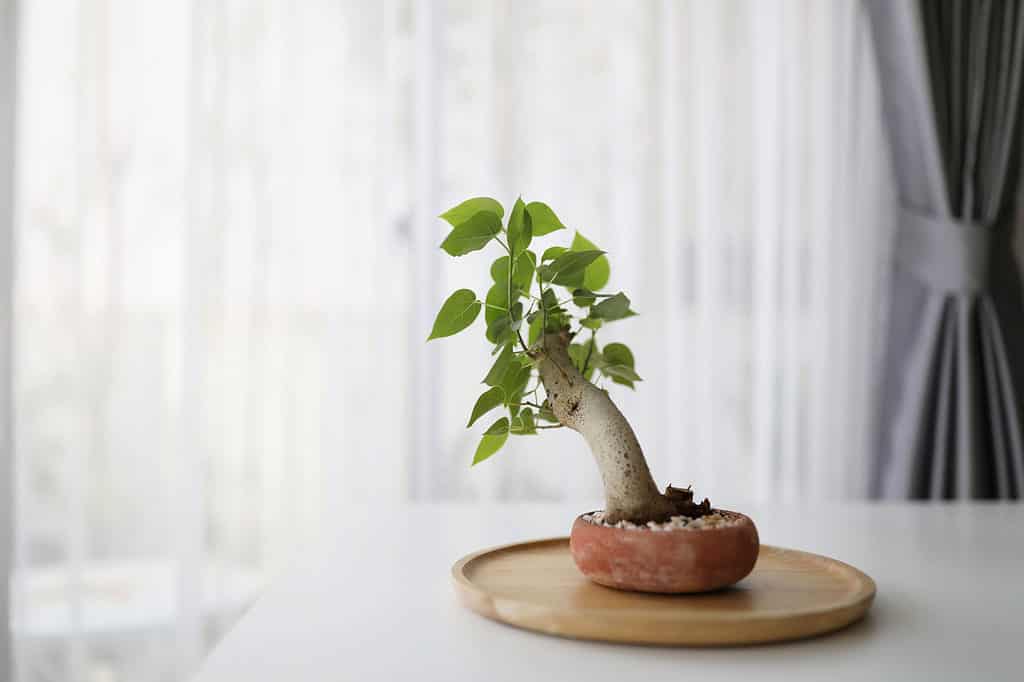 Ficus Bonsai Tree