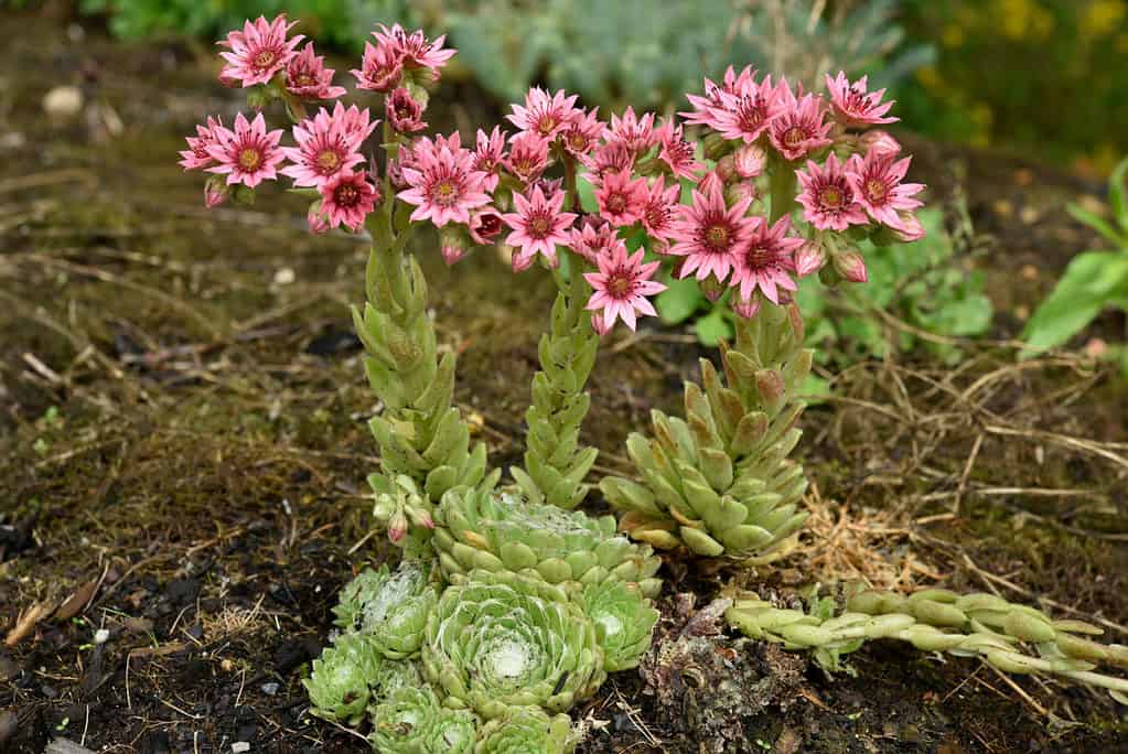 hen and chicks succulents