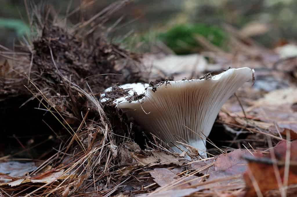 Russula brevipes closeup