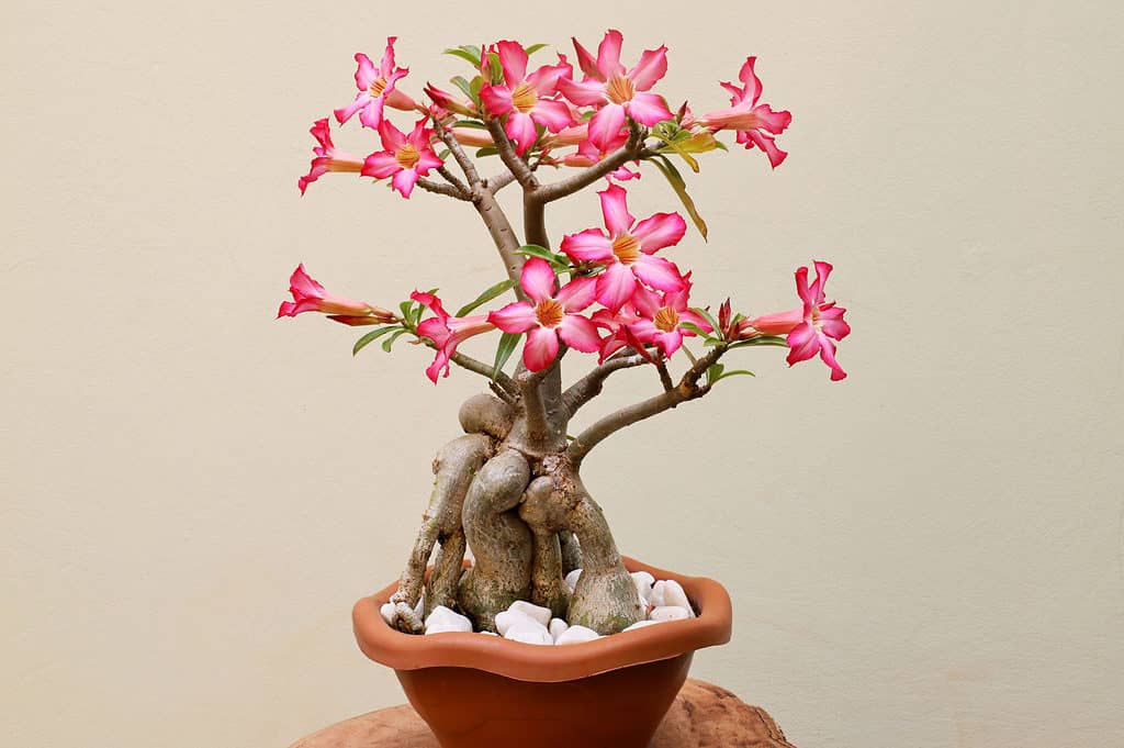 cây bonsai hoa hồng sa mạc đang nở hoa