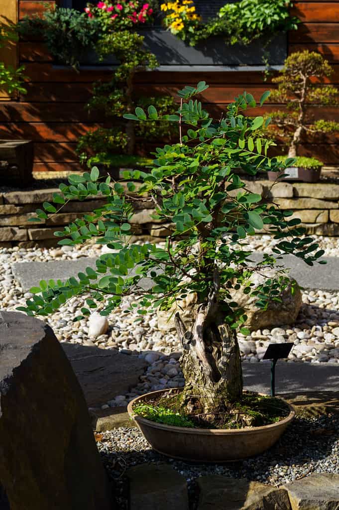 Acacia Bonsai Tree