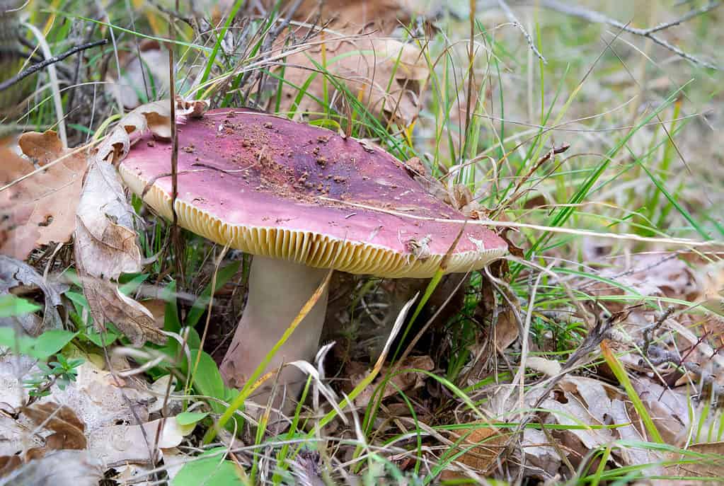 Russula vesca 