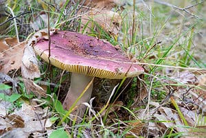 Types of Russula Mushrooms Picture