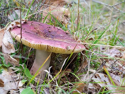 A Types of Russula Mushrooms