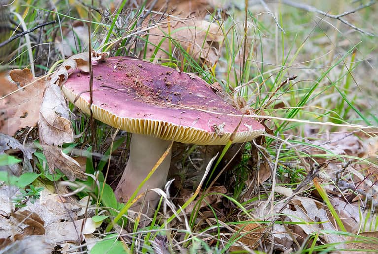 Russula vesca