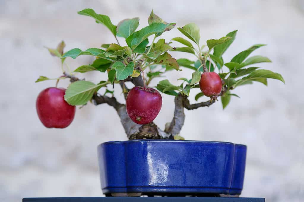 apple bonsai tree closeup