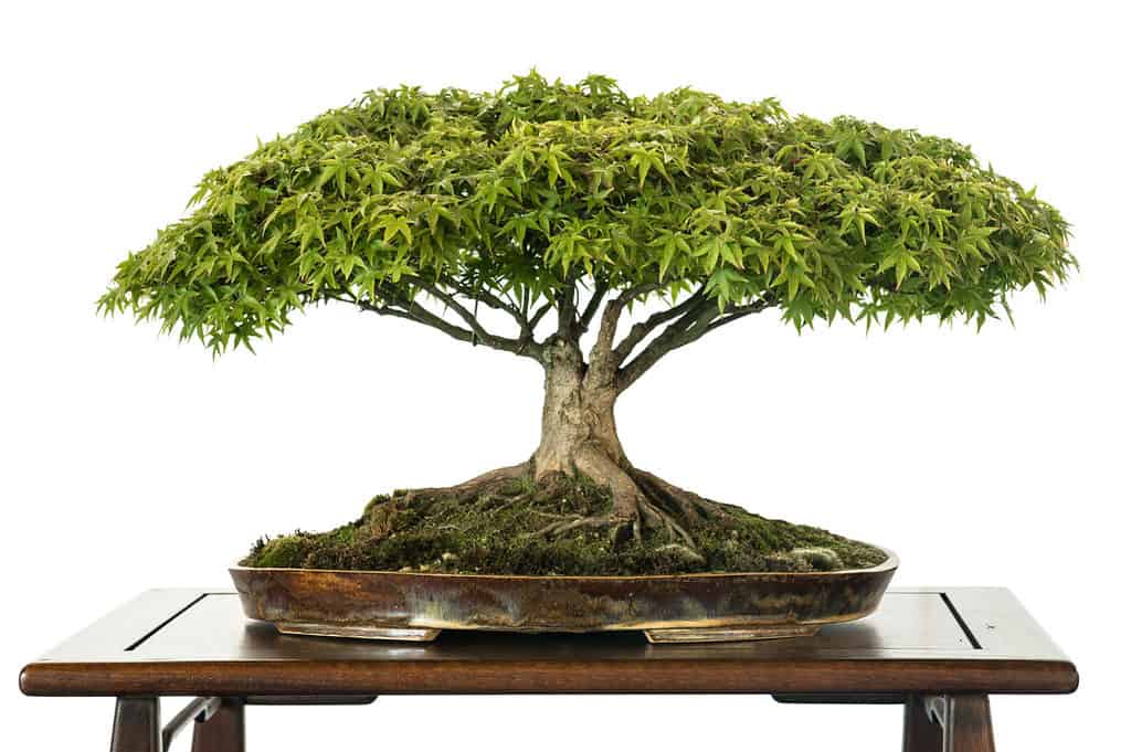 cinquefoil bonsai tree on white background