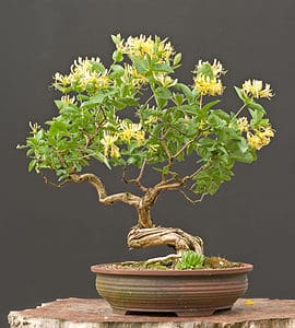 The 16 Best Flowering Bonsai Trees: Fragrant and Beautiful! Picture