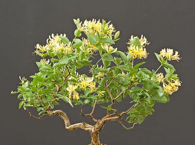 A The 16 Best Flowering Bonsai Trees: Fragrant and Beautiful!