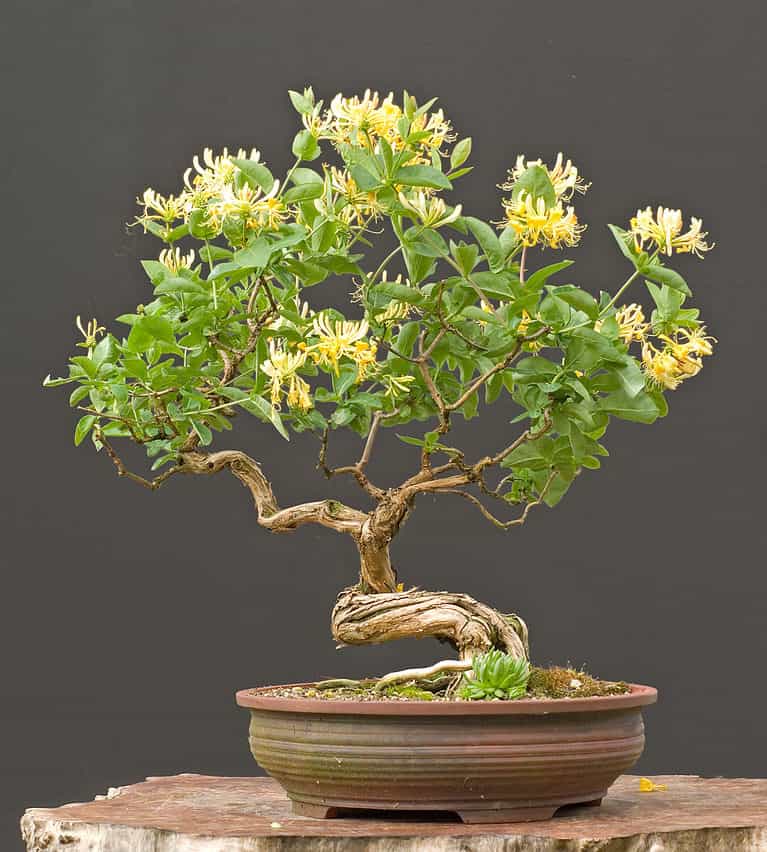 honeysuckle bonsai in bloom