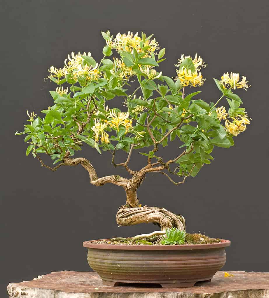 Flowering Bonsai Trees