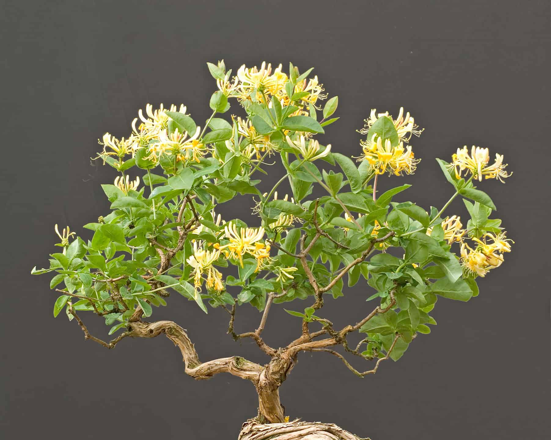 The 16 Best Flowering Bonsai Trees: Fragrant and Beautiful!