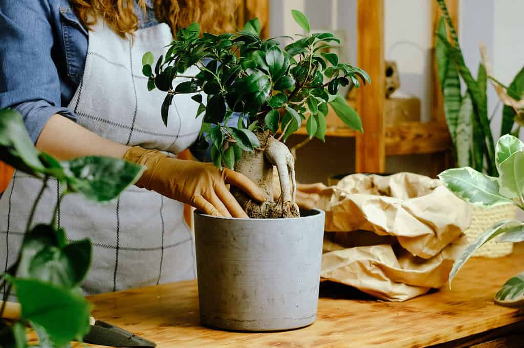 Ficus Bonsai Tree