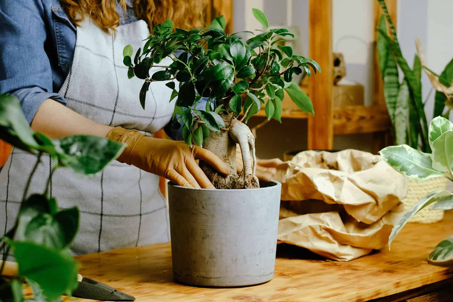 Ginseng Ficus Bonsai Tree Complete Care & Growing Instructions AZ Animals