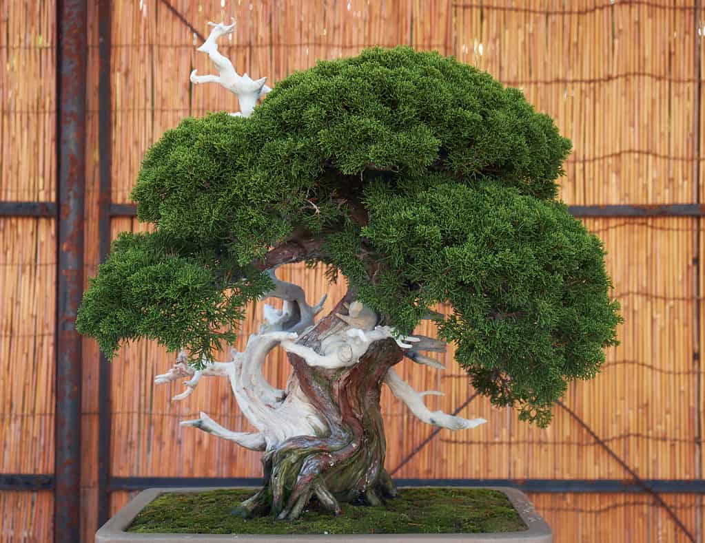 Juniper Bonsai Tree