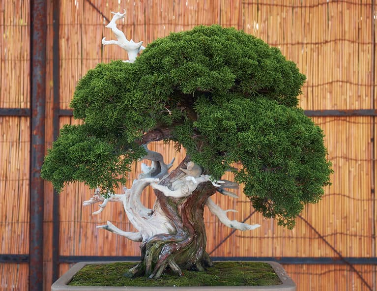 Discover the Most Expensive Bonsai Trees in the World!