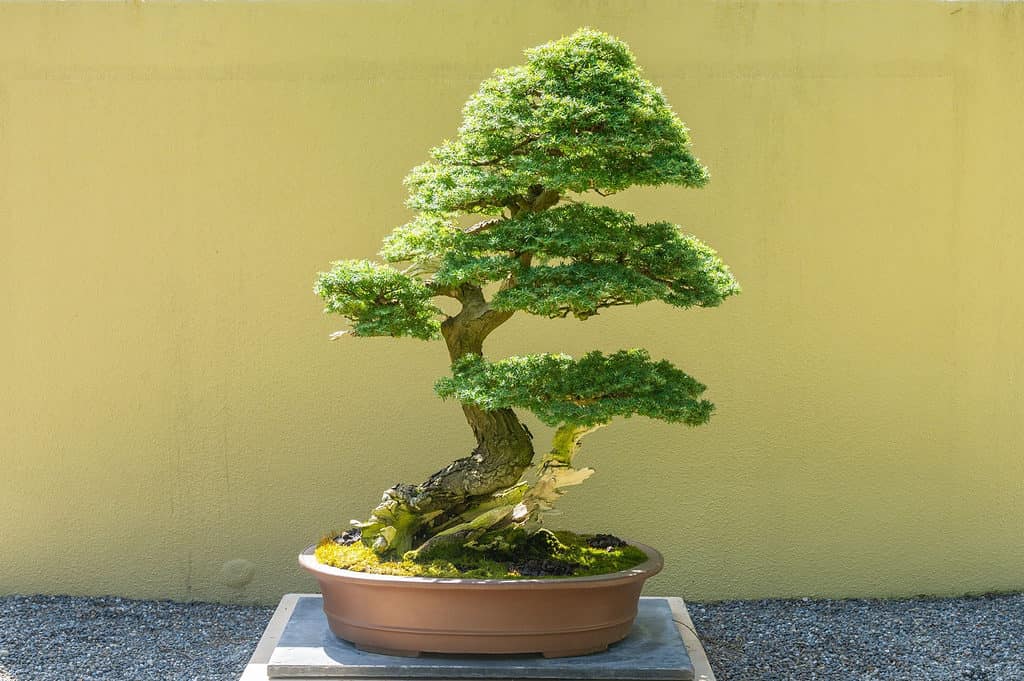 Hemlock Bonsai Tree