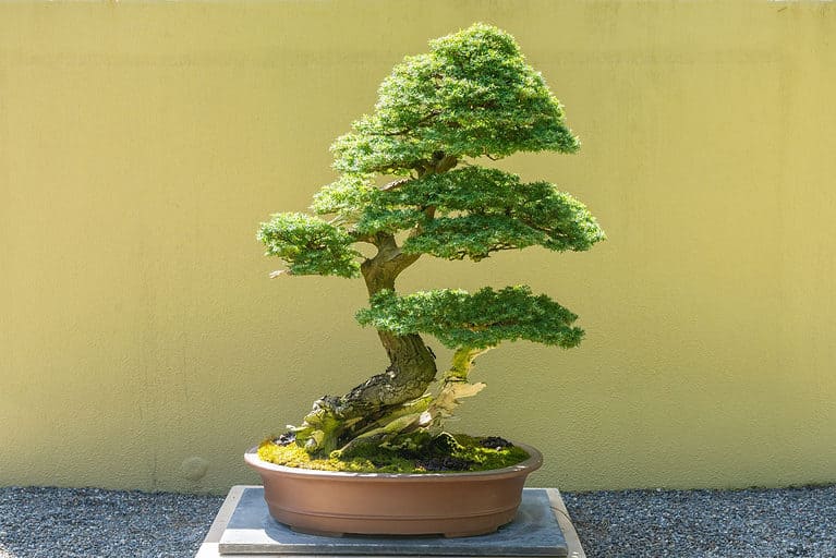 goldener bambus Golden Goddess Bamboo main image 0